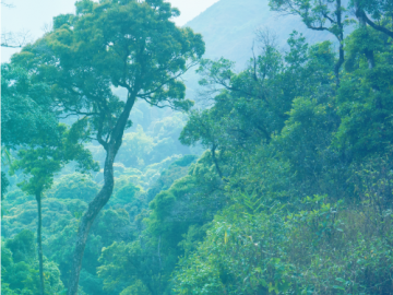 Os benefícios da natureza para a saúde